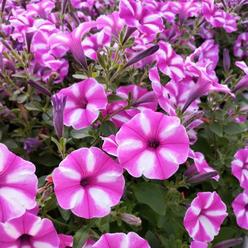 Calibrachoa Étoilé Rose Et Blanc