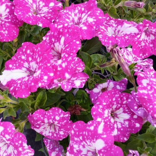 Petunia Baby Doll