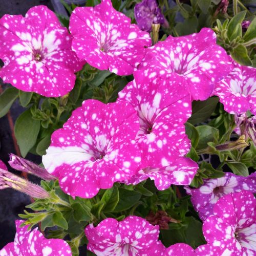 Petunia Baby Doll