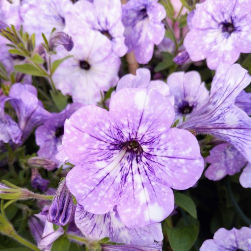 Petunia Surfinia Lavender Sky