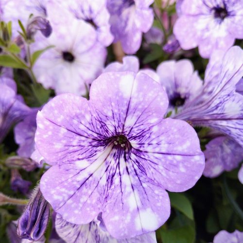 Petunia Surfinia Lavender Sky