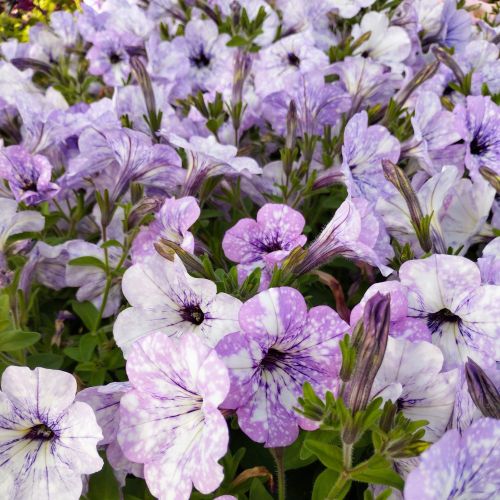 Petunia Surfinia Lavender Sky