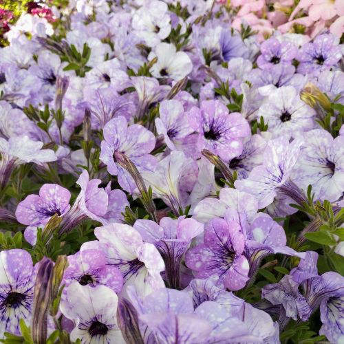 Petunia Surfinia Lavender Sky