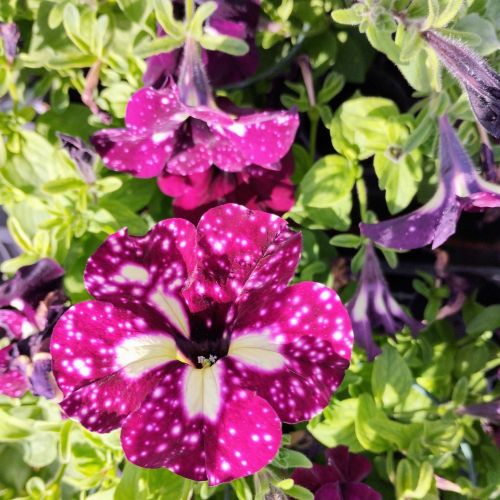 Petunia Surfinia Lightning Sky