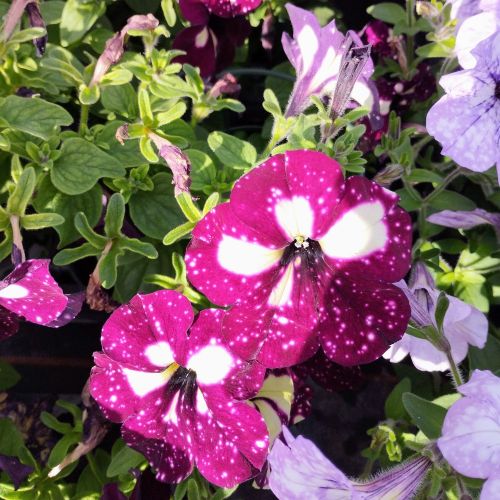 Petunia Surfinia Lightning Sky