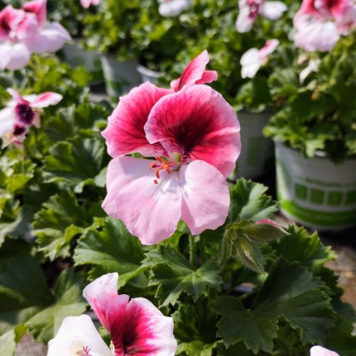 Geranium Florella Bicolor (Rose Et Fushia)