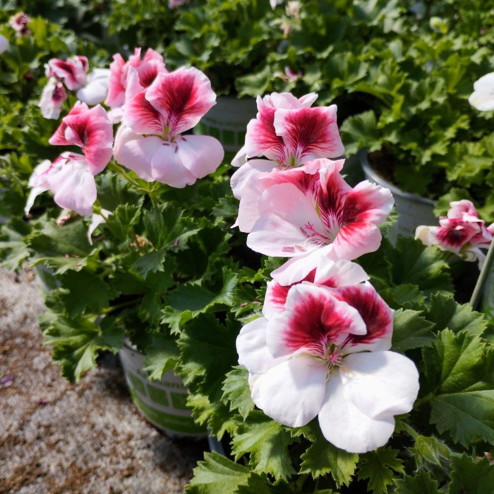 Geranium Florella Bicolor (Rose Et Fushia)