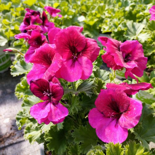 Pelargonium Collection Bella Donna Rouge et Rose