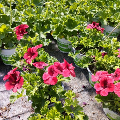 Pelargonium Pac Candy Flower Bright Red