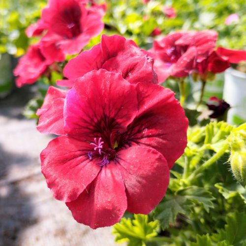 Pelargonium Pac Candy Flower Bright Red