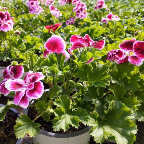 Pelargonium Pac Candy Flower Bicolor