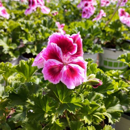 Pelargonium Pac Candy Flower Bicolor