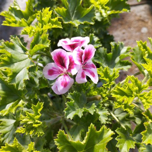 Pelargonium Angeleyes Randy