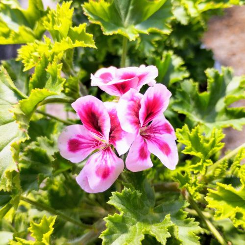 Pelargonium Angeleyes Randy