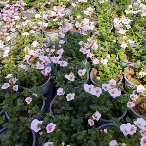 Diascia Flying Appleblossom