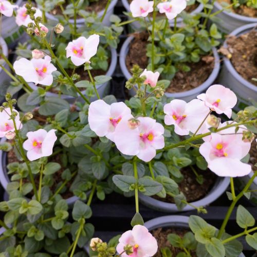 Diascia Flying Appleblossom