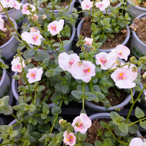 Diascia Flying Appleblossom