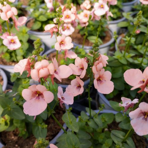 Diascia Mydarlin Peach