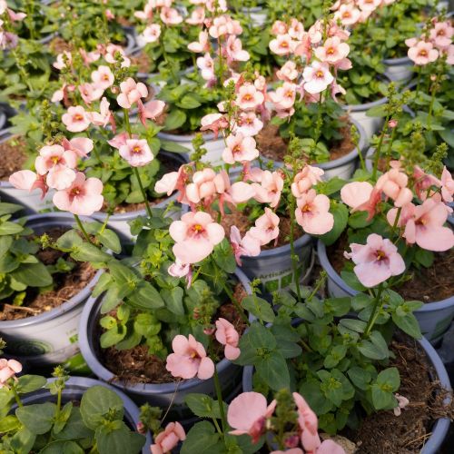 Diascia Mydarlin Peach