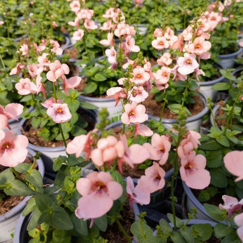 Diascia Mydarlin Peach