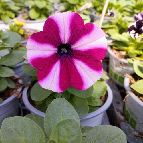 Petunia Surfinia SW Burgundy