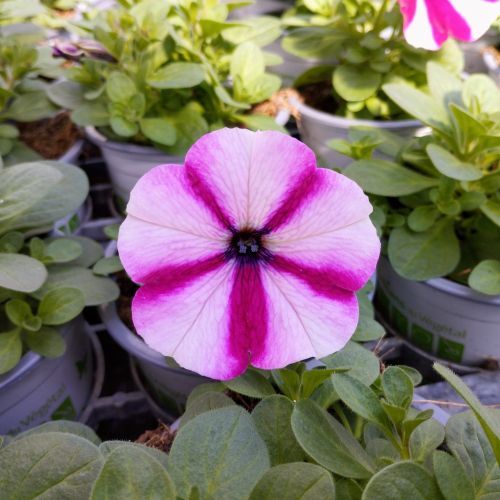 Petunia Surfinia SW Burgundy