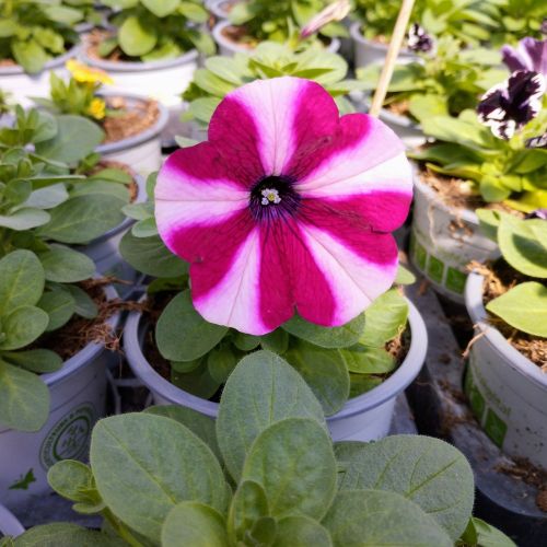 Petunia Surfinia SW Burgundy