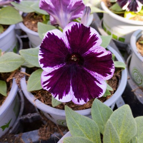 Surfinia Cascade Sweetunia Miss Marvelous