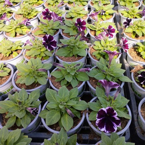 Surfinia Cascade Sweetunia Miss Marvelous