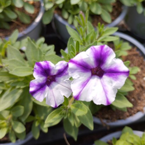 Petunia Violet Star