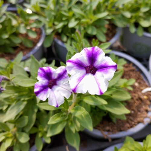 Petunia Retombant Star Violet