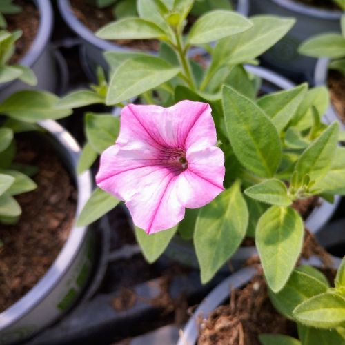 Pétunia Surfinia Retombant Raspberry Star Rose Et Blanc