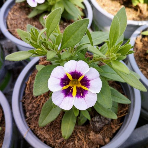 Calibrachoa Tik Tok Crystal Mauve Orangé