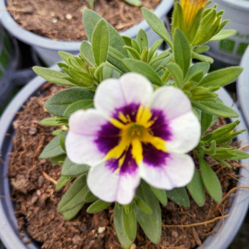 Calibrachoa Tik Tok Crystal Mauve Orangé