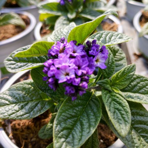 Heliotrope Arborescens Marine