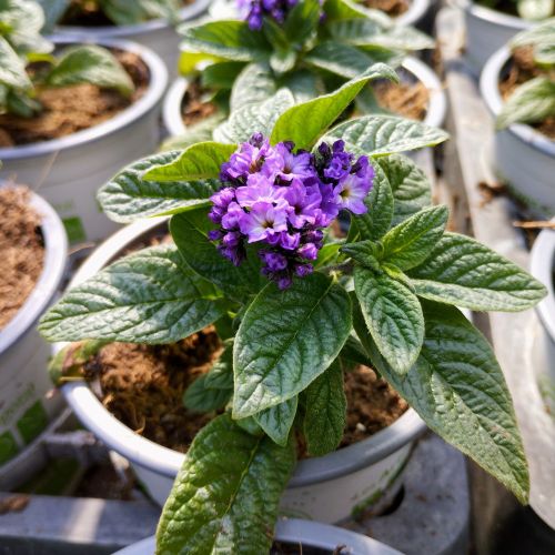 Heliotrope Arborescens Marine