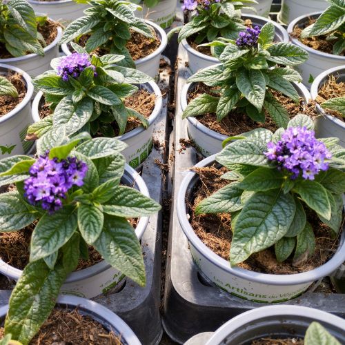 Heliotrope Arborescens Marine