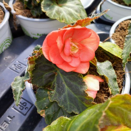 Begonia I'conia Miss Malibu