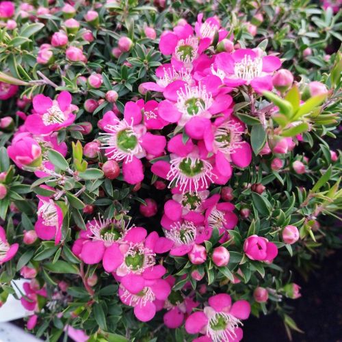 Arbre à Thé Leptospermum Scoparium en pot de 17cm