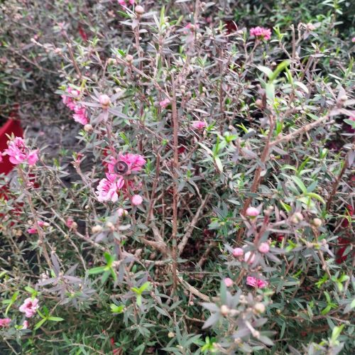 Arbre à Thé Leptospermum Scoparium en pot de 17cm