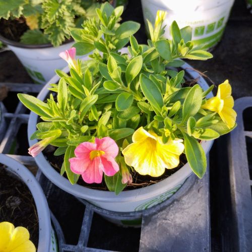 Petunia Confetti Garden Hawaiian Summer