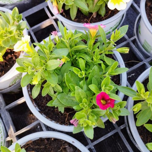 Petunia Confetti Garden Hawaiian Summer