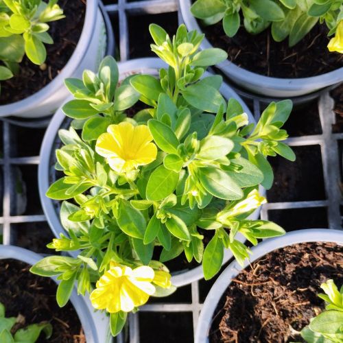 Petunia Confetti Garden Hawaiian Summer