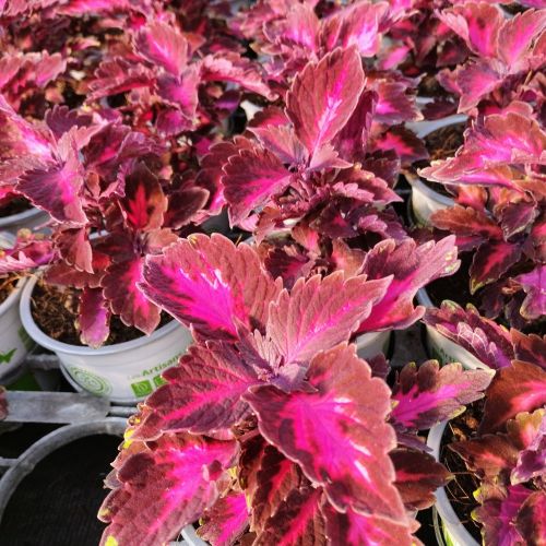 Coleus Stained Glassworks Royalty