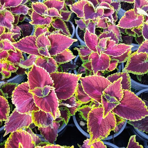 Coleus Stained Glassworks Crown Jewel