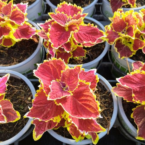 Coleus Stained Glassworks Crown Jewel