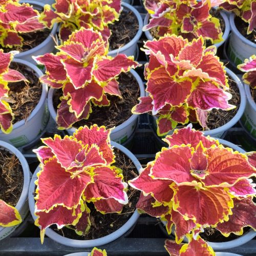 Coleus Stained Glassworks Crown Jewel