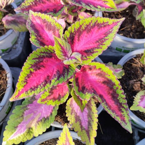 Coleus Fifth Avenue