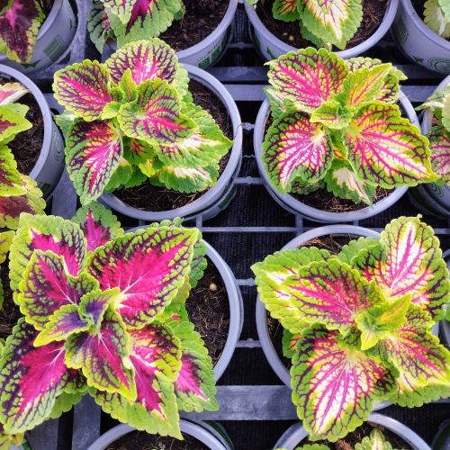 Coleus Stained Glassworks Spacecake