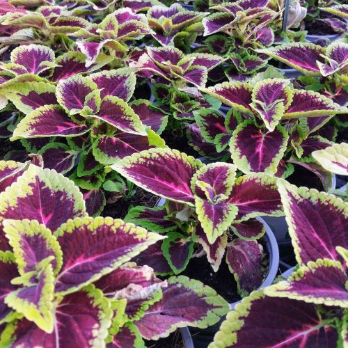 Coleus Ruby Road